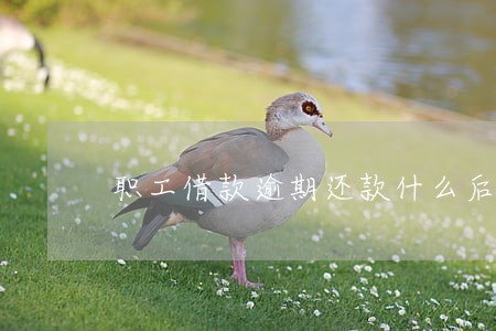 职工借款逾期还款什么后果 职工借款逾期还款什么后果