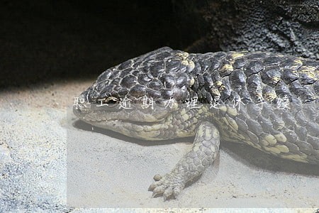 职工逾期办理退休手续 职工逾期办理退休手续