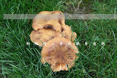 职称网上申报缴费逾期 职称网上申报缴费逾期