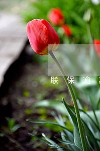 联保逾期诉讼 联保逾期诉讼