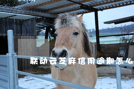 联动云芝麻信用逾期怎么办 联动云芝麻信用逾期怎么办
