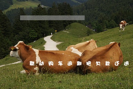 联动购车逾期把欠款还进去了 联动购车逾期把欠款还进去了