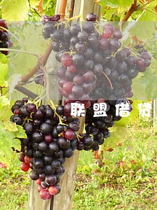 联盟借贷说我逾期 联盟借贷说我逾期