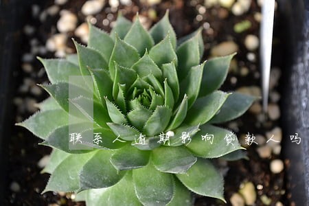 联系人逾期影响贷款人吗 联系人逾期影响贷款人吗