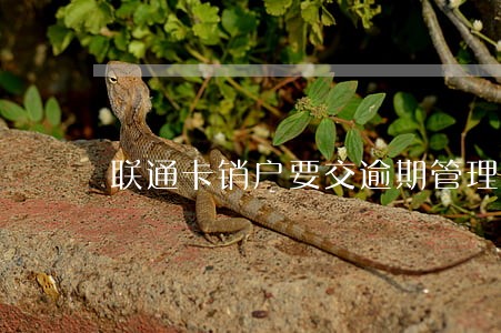 联通卡销户要交逾期管理费 联通卡销户要交逾期管理费