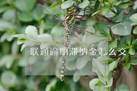 联通逾期滞纳金怎么交 联通逾期滞纳金怎么交