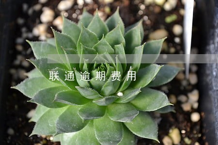联通逾期费用 联通逾期费用