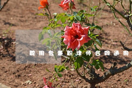 聘用专兼职律师合同通用范本