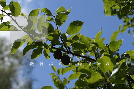 聘请公司纠纷律师收费标准 聘请公司纠纷律师收费标准