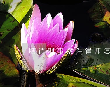聘请刑事案件律师怎么委托 聘请刑事案件律师怎么委托