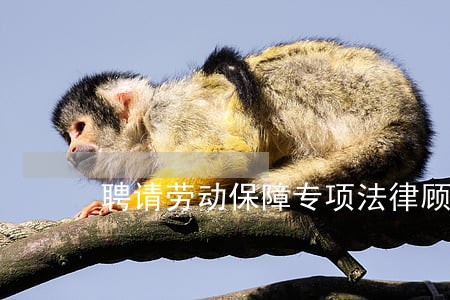 聘请劳动保障专项法律顾问 聘请劳动保障专项法律顾问