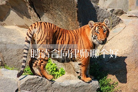 聘请合同律师哪个好 聘请合同律师哪个好