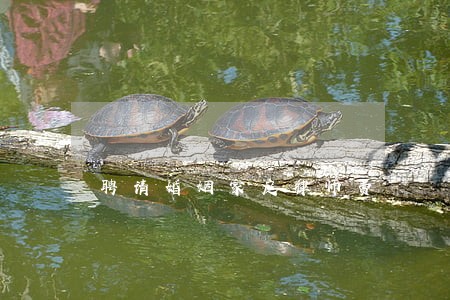 聘请婚姻家庭律师费 聘请婚姻家庭律师费