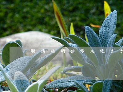 聘请婚姻律师大概多少钱 聘请婚姻律师大概多少钱