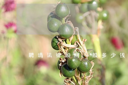 聘请法律顾问一般多少钱 聘请法律顾问一般多少钱