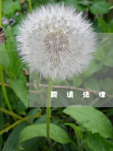 聘请法律顾问注意哪些 聘请法律顾问注意哪些