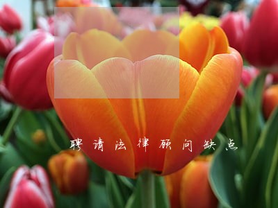 聘请法律顾问缺点