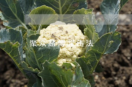 聚众赌博罪违法 聚众赌博罪违法