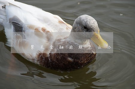 聚及金融逾期怎么办 聚及金融逾期怎么办