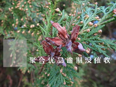 聚合优品逾期没催收 聚合优品逾期没催收