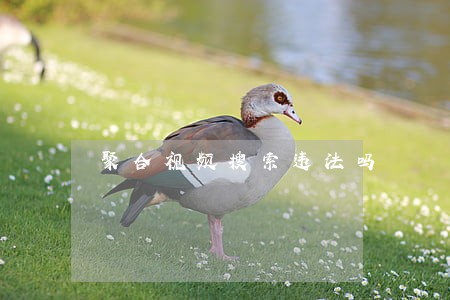 聚合视频搜索违法吗 聚合视频搜索违法吗