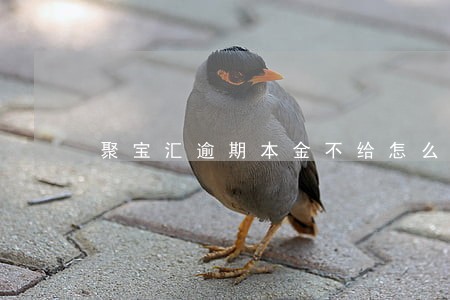 聚宝汇逾期本金不给怎么办 聚宝汇逾期本金不给怎么办