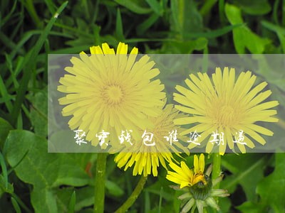 聚宝钱包谁逾期过