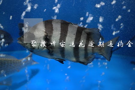 聚投诉安逸花逾期违约金减免 聚投诉安逸花逾期违约金减免