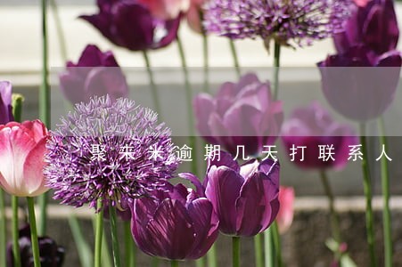 聚来米逾期几天打联系人 聚来米逾期几天打联系人