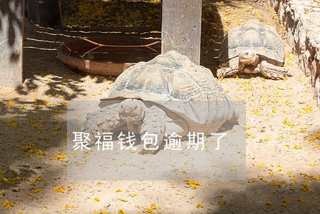 聚福钱包逾期了 聚福钱包逾期了