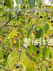 聚福钱包逾期怎么处理 聚福钱包逾期怎么处理