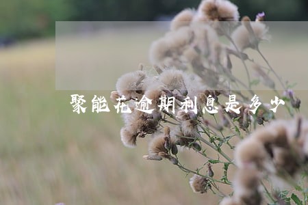 聚能花逾期利息是多少 聚能花逾期利息是多少