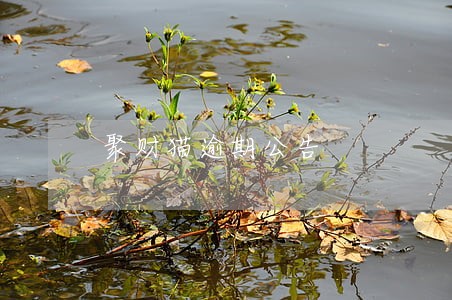 聚财猫逾期公告 聚财猫逾期公告