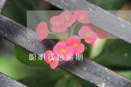聪明钱包逾期 聪明钱包逾期