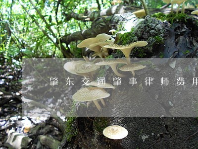 肇东交通肇事律师费用 肇东交通肇事律师费用
