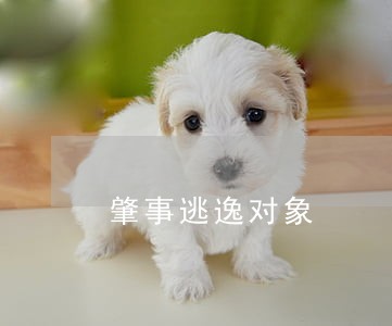肇事逃逸对象