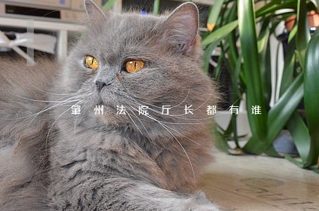 肇州法院厅长都有谁 肇州法院厅长都有谁