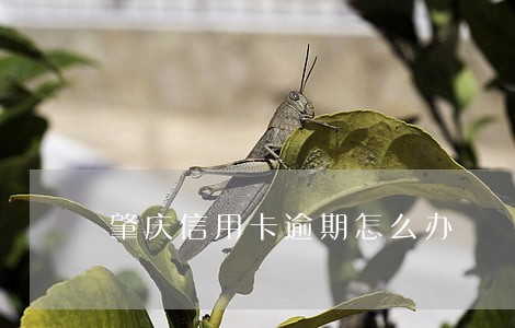 肇庆信用卡逾期怎么办 肇庆信用卡逾期怎么办