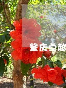 肇庆卓越违法 肇庆卓越违法