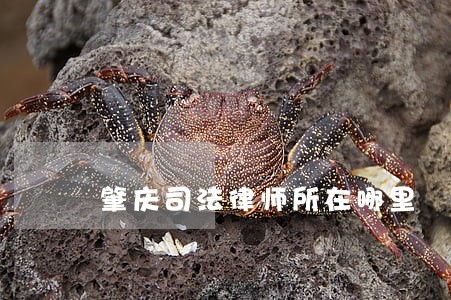肇庆司法律师所在哪里 肇庆司法律师所在哪里