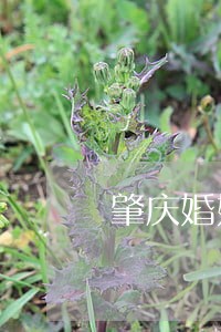 肇庆婚姻律师事务所地址 肇庆婚姻律师事务所地址