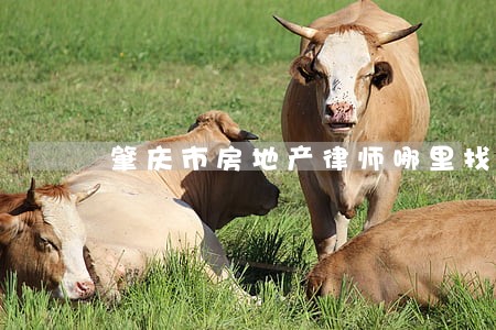 肇庆市房地产律师哪里找 肇庆市房地产律师哪里找