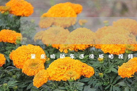 肇庆机动车违法抓拍视频 肇庆机动车违法抓拍视频