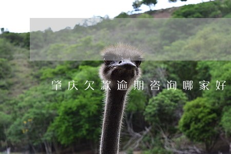 肇庆欠款逾期咨询哪家好 肇庆欠款逾期咨询哪家好