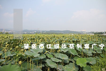 肇庆西江河沙系列案广宁法院判决 肇庆西江河沙系列案广宁法院判决