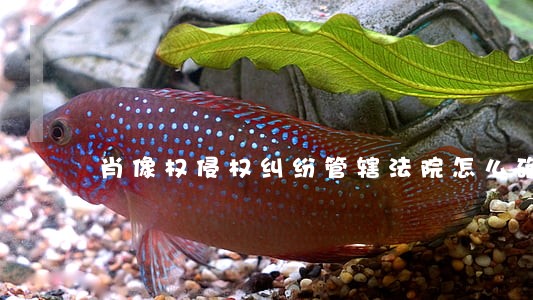 肖像权侵权纠纷管辖法院怎么确定 肖像权侵权纠纷管辖法院怎么确定