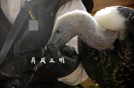 肖威三明 肖威三明