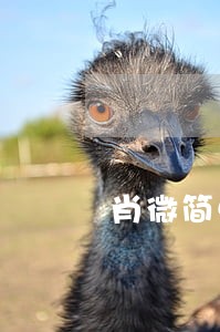 肖微简单讲就是律师界张三丰 肖微简单讲就是律师界张三丰