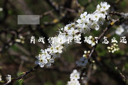 肖战信用卡逾期了怎么还款