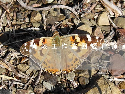 肖战工作室回应律师函 肖战工作室回应律师函